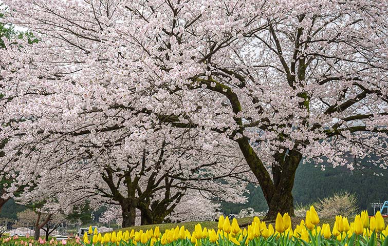 飛騨川公園