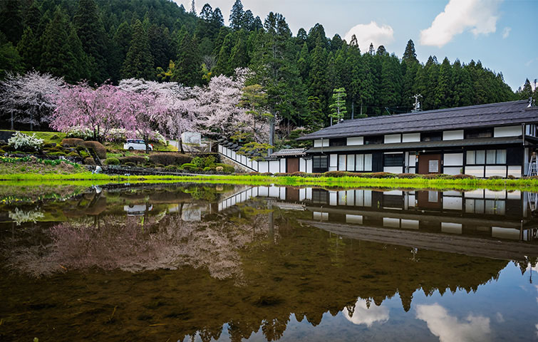 宮谷の桜