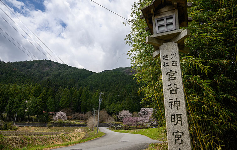 宮谷の桜