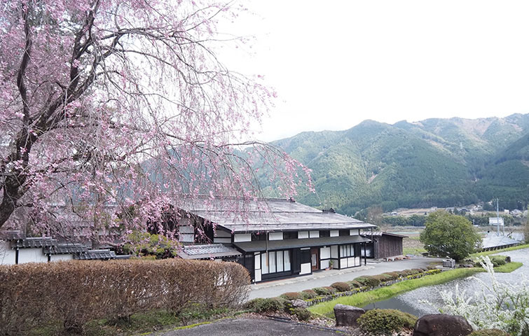 宮谷の桜