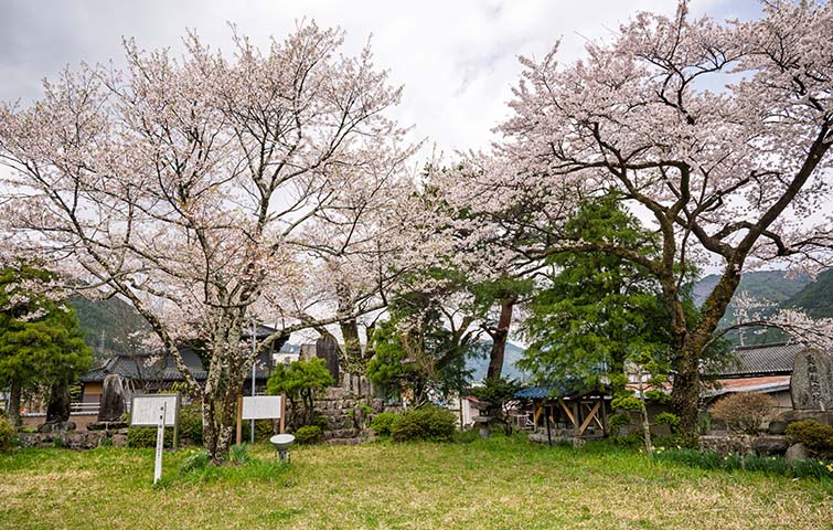 羽根白山の桜