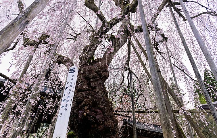 永養寺のしだれ桜