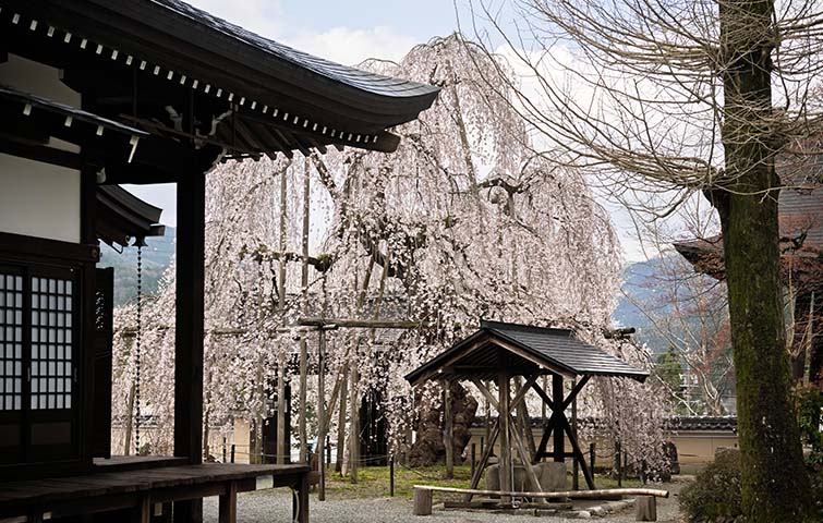 永養寺のしだれ桜