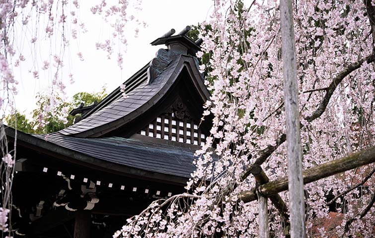 永養寺のしだれ桜