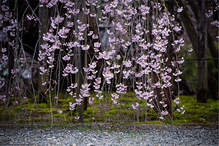 永養寺のしだれ桜