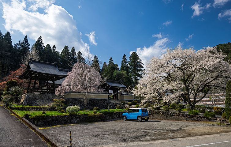 永養寺のしだれ桜