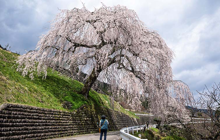 岩太郎のしだれ桜