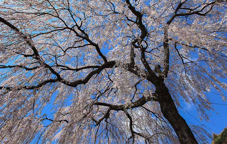 岩太郎のしだれ桜