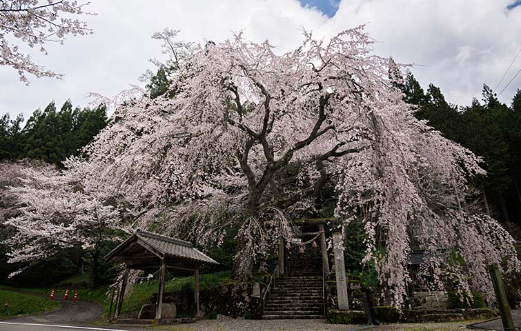 森山神社のしだれ桜