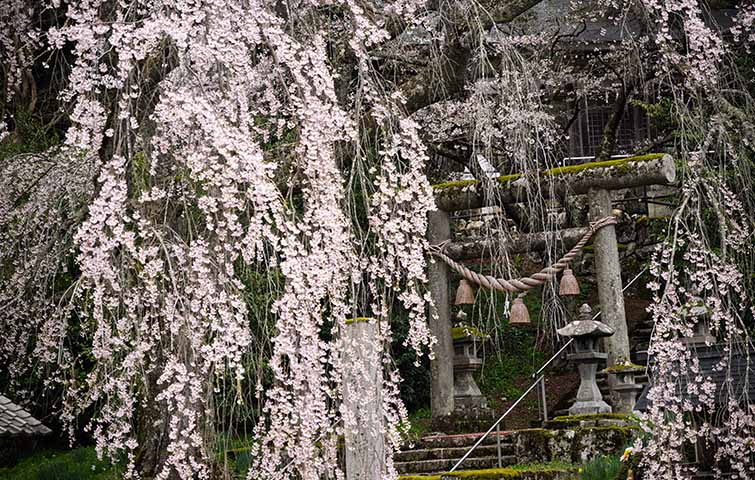 森山神社のしだれ桜