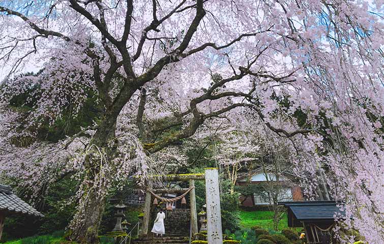 森山神社のしだれ桜