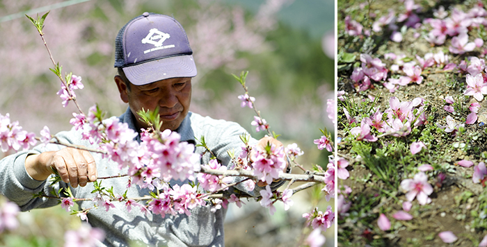 Beautiful blossoms are being picked.