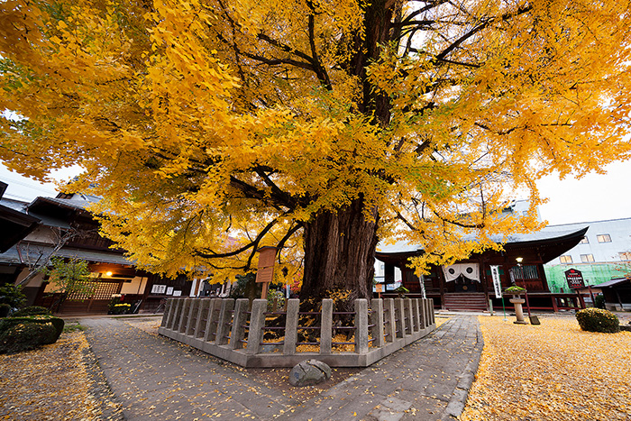 No 5. Hida Kokubunji Temple Ginkgo(Takayama-city)