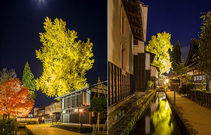 Left: Lighting up gingko Right: Upside down gingko tree reflected on the river