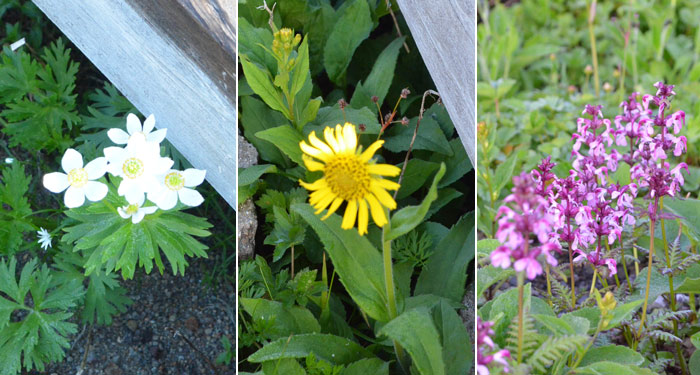 Top: Coelopleurum multisectum (Maxim.) Kitag Down left:Anemone narcissiflora Down middle:Arnica unalaschcensis ar.tschonoskyi Down right:Pedicularis japonica