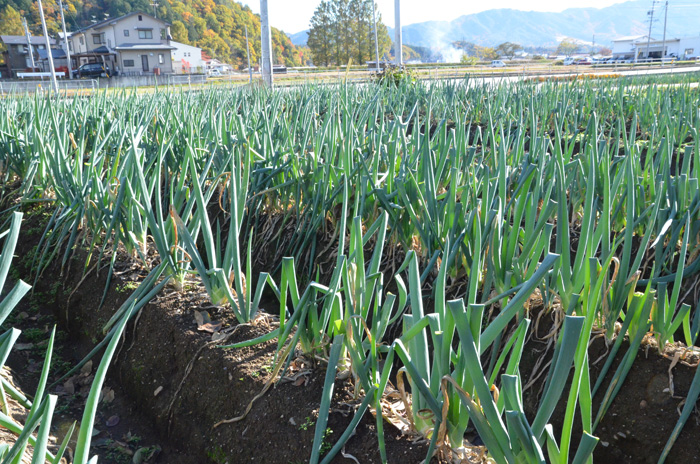 冬のご当地食材「赤保木ねぎ」｜あけてびっくり！地元情報！飛騨のたばる箱