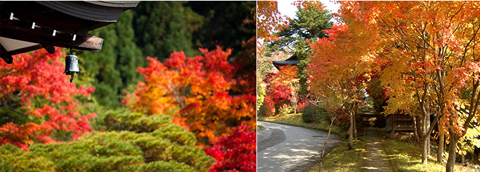 左下：小さいながらも庭がよく整備された寺院が多く、紅葉と杉林のコントラストが美しい。右下：ぜひ歩いてみてほしい天照寺の紅葉のトンネル。
