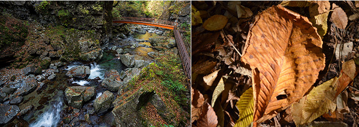 左下：がんだて公園駐車場から上流の三ッ滝までは延長600mの滝見遊歩道が整備され、紅葉と渓谷美が楽しめます右下：踏みしめる落ち葉には「朴葉味噌」で有名な朴の木の葉も