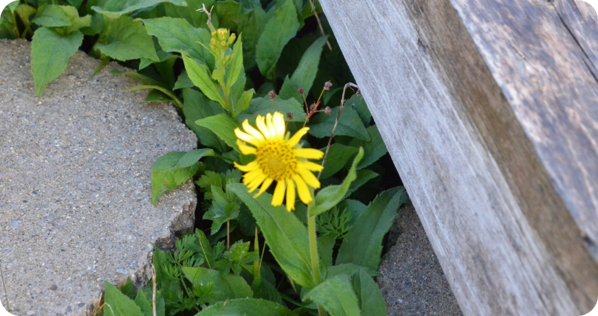 遊歩道から覗くお花たち