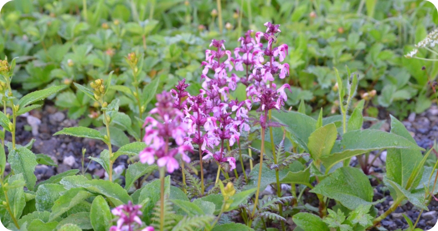 遊歩道から覗くお花たち