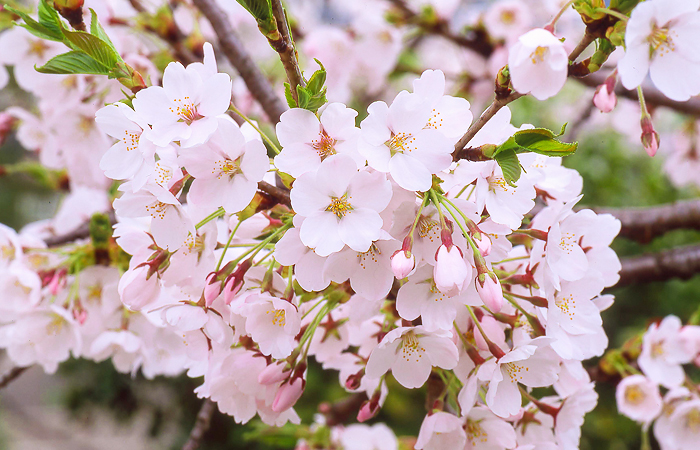 春の観光のお楽しみ♪飛騨の桜