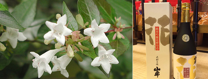 左：酵母の元となるアベリアの花右：花酵母から作られた吟醸酒