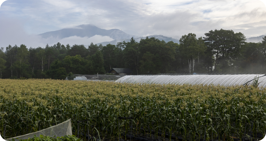 標高約1,300ｍの高地で行われる栽培
