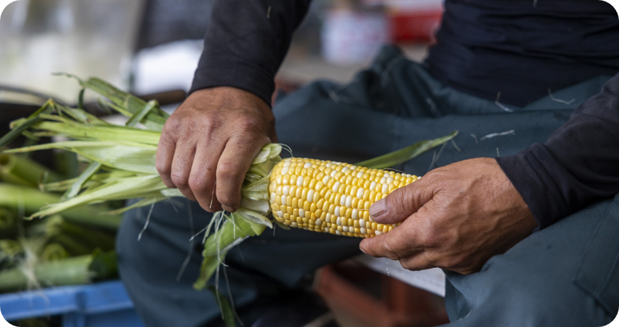 粒が大きく糖度はメロンより甘いと言われるタカネコーン