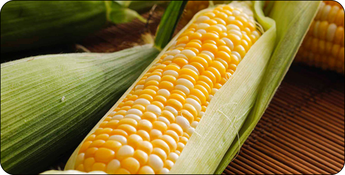 幻のとうもろこし【タカネコーン】