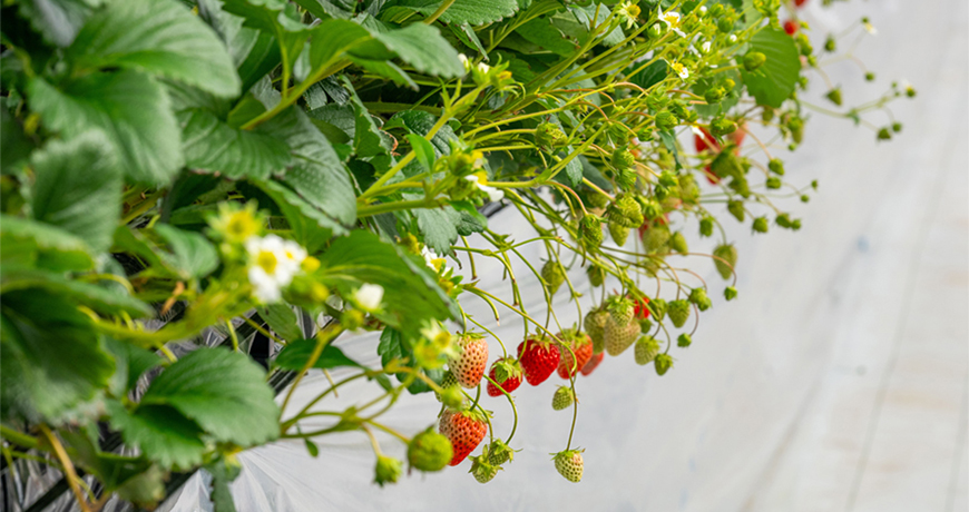 冷涼な高地が育む、苺づくりの現場へ