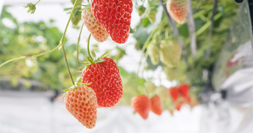 パティシエ宅野が惚れ込んだ「苺」