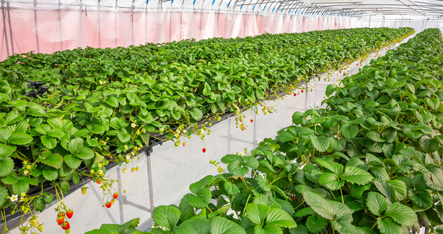 パティシエ宅野が惚れ込んだ「苺」