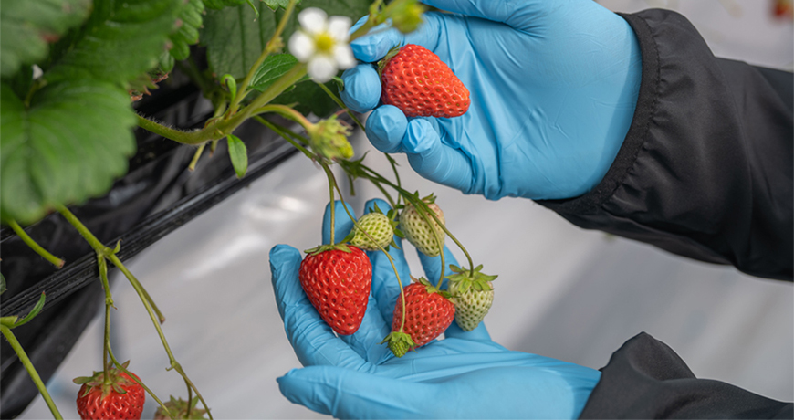 TOUGE FARM（峠ファーム）の苺「紅ほっぺ」