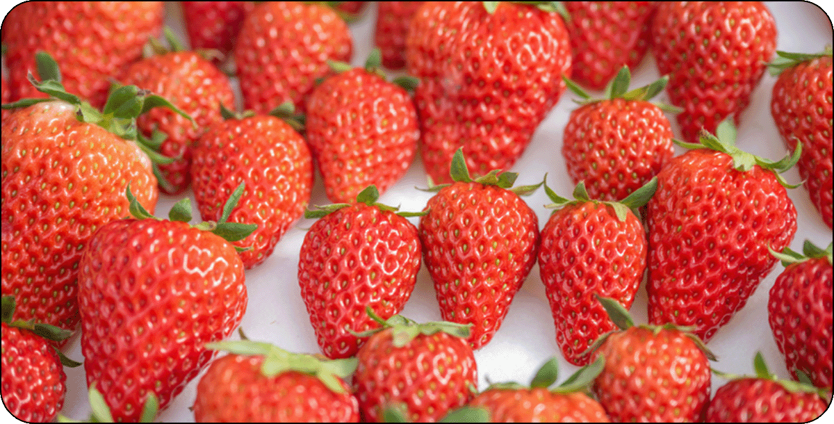 TOUGE FARM（峠ファーム）の苺「紅ほっぺ」