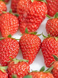 TOUGE　FARM（峠ファーム）