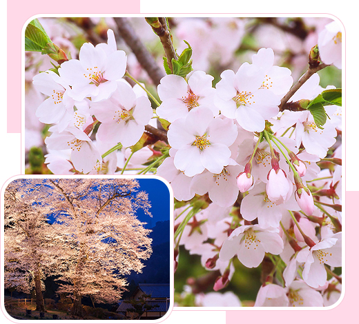 Cherry Blossom in Hida